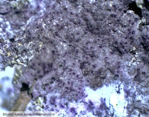 Nectriopsis violacea
