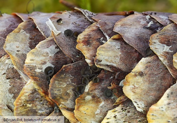 Rutstroemia bulgarioides