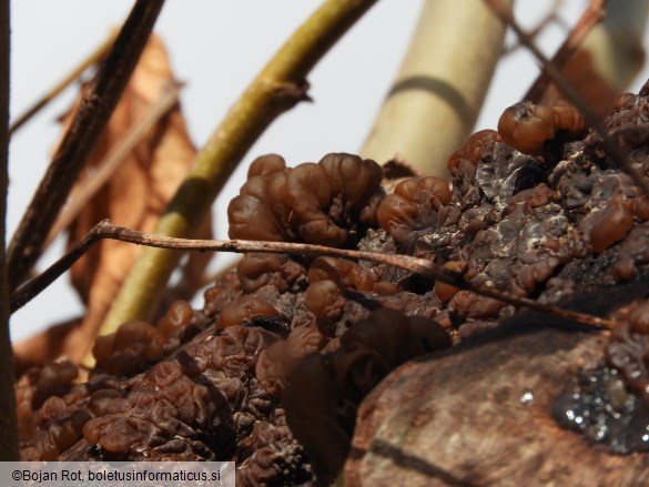 Auricularia mesenterica