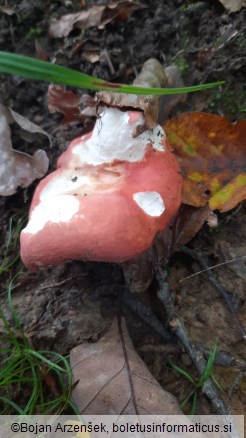 Russula lepida