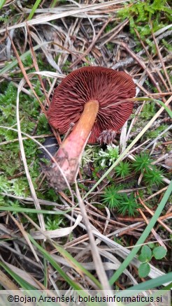 Cortinarius purpureus