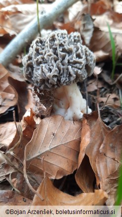 Morchella vulgaris