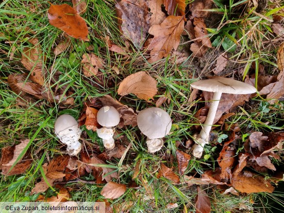 Amanita simulans