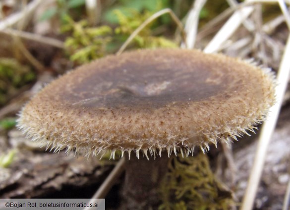 Lentinus arcularius