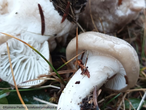 Hygrophorus agathosmus