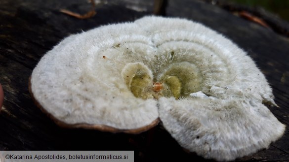 Trametes hirsuta