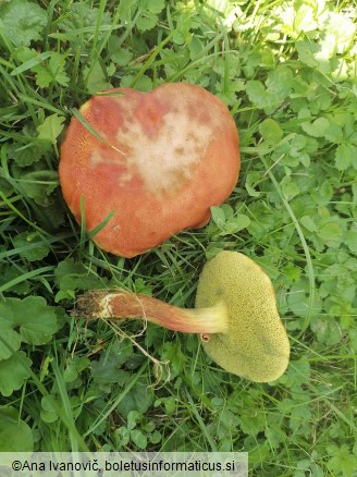 Rheubarbariboletus armeniacus