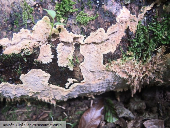 Rhizochaete radicata