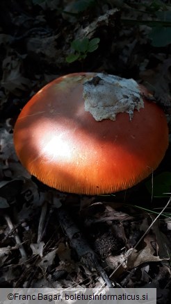 Amanita caesarea