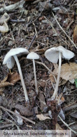 Mycena galericulata