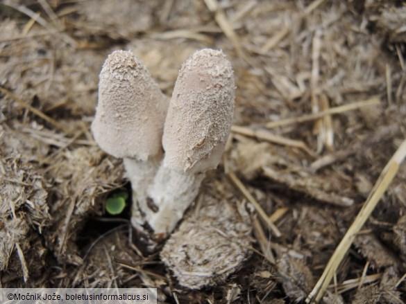 Coprinopsis pseudonivea