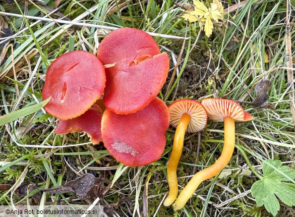 Hygrocybe coccinea