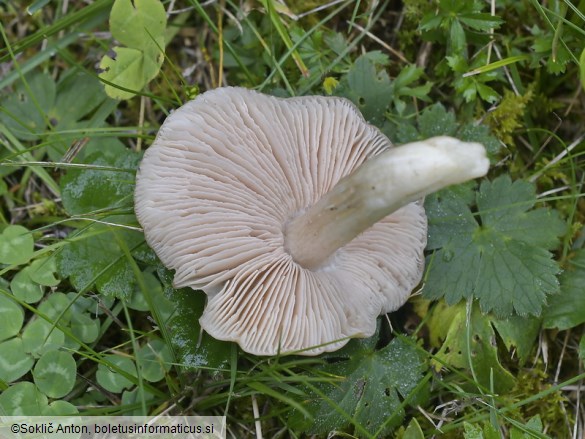 Entoloma ochreoprunuloides