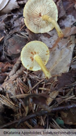 Pholiota tuberculosa