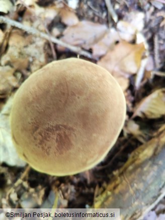 Xerocomus subtomentosus