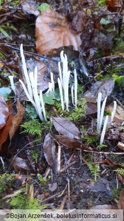 Clavaria fragilis