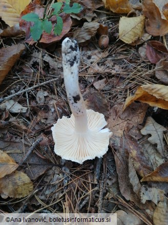 Hygrophorus nemoreus