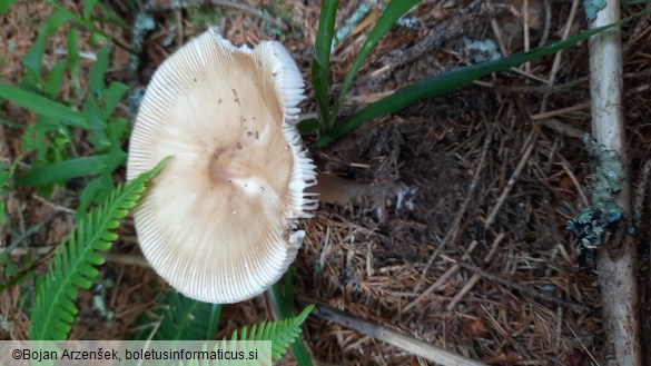 Amanita submembranacea