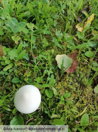 Amanita vaginata