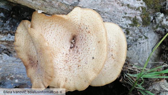 Pholiota squarrosa