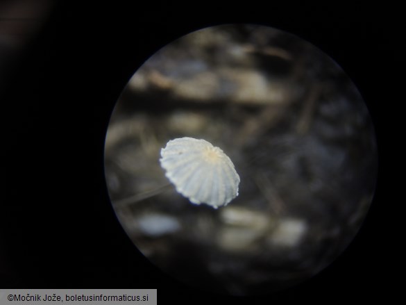 Coprinopsis cordispora