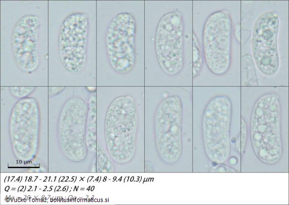 Heteroradulum kmetii