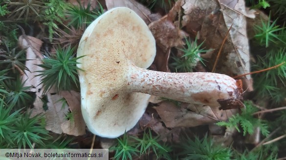 Suillus placidus