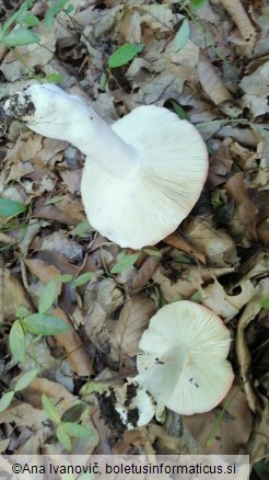 Russula grata