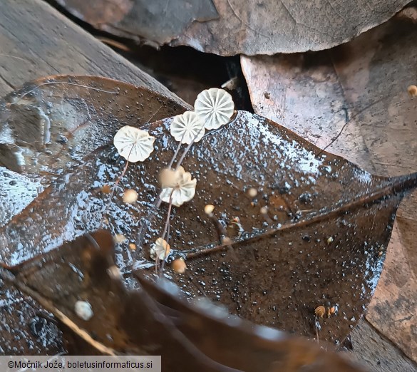 Marasmius buxi