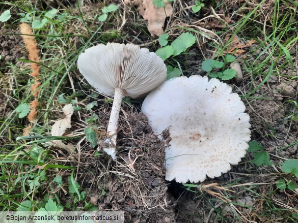 Melanoleuca verrucipes