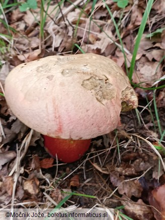 Rubroboletus satanas