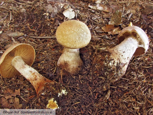 Cortinarius traganus