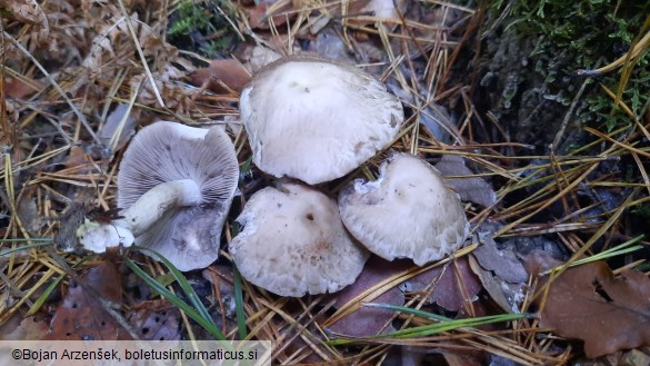 Psathyrella cotonea