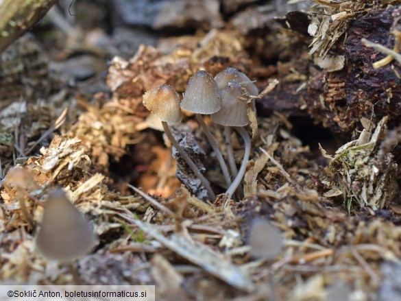 Mycena silvae-nigrae