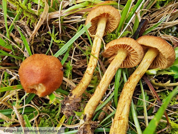 Cortinarius pratensis