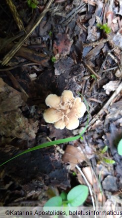 Polyporus