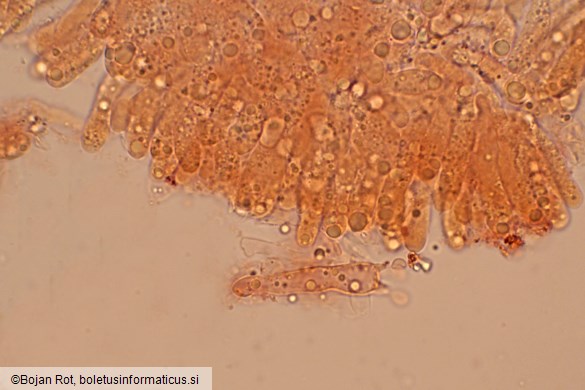 Atractosporocybe inornata