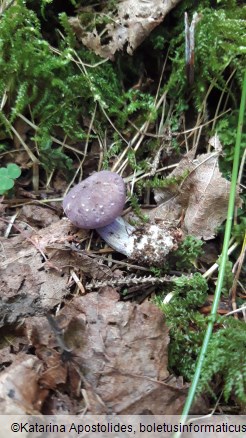 Calocybe ionides