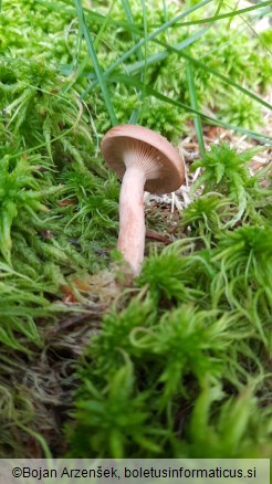 Lactarius rufus