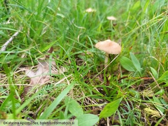 Marasmius oreades