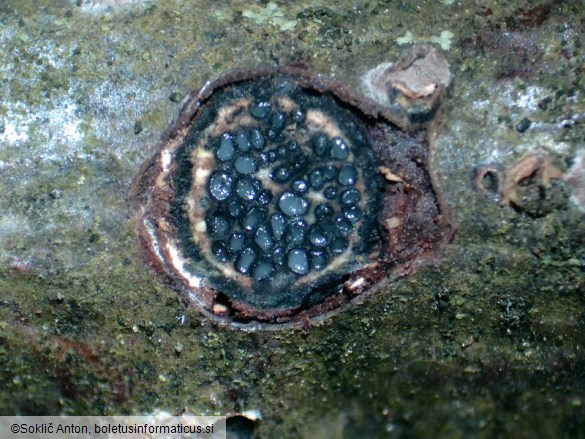 Biscogniauxia marginata