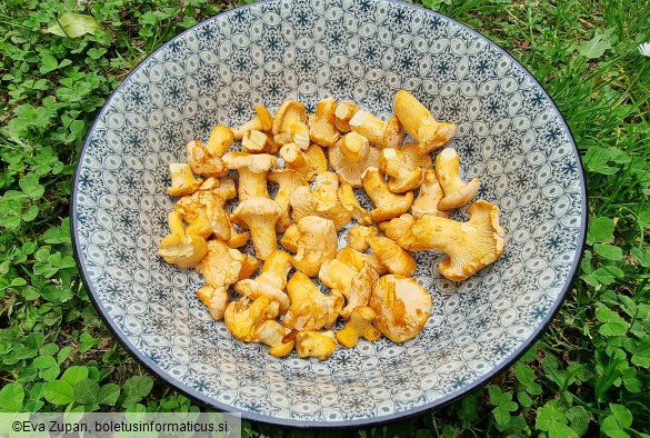 Cantharellus pallens