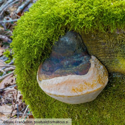 Phellinus hartigii