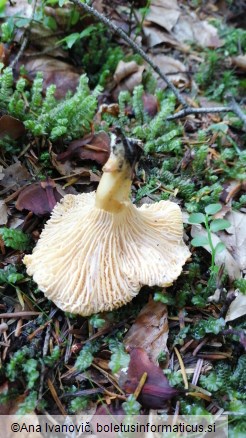 Cantharellus cibarius