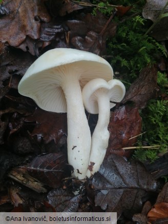 Hygrophorus eburneus