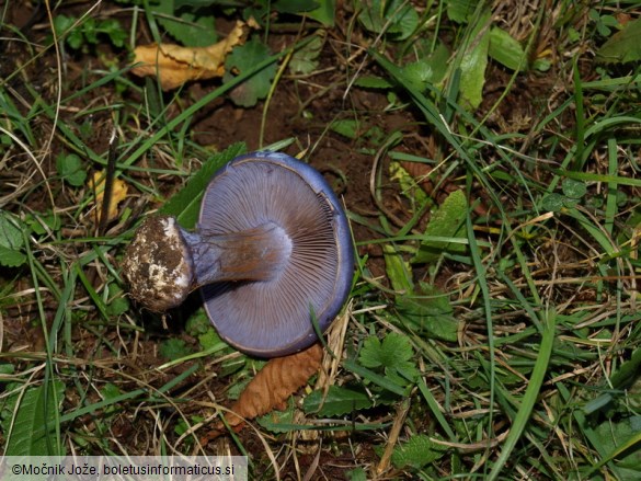 Cortinarius moenne-loccozii