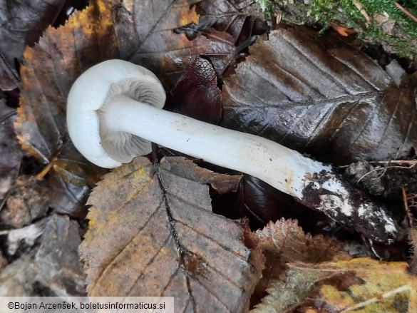 Tricholoma lascivum