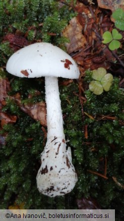 Amanita virosa