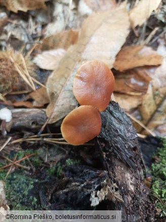 Galerina marginata