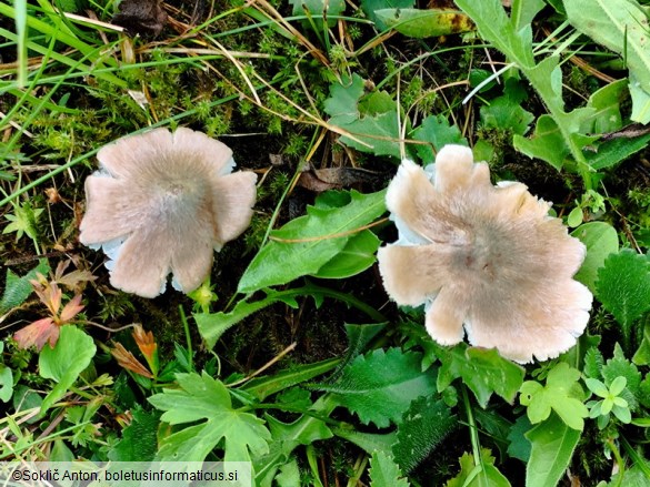 Pseudoporpoloma pes-caprae